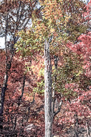 014   Painterly Fall Color