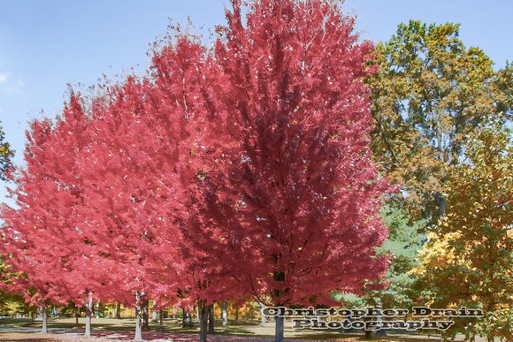 047 Fall Color