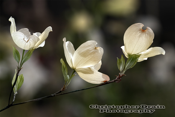 017    Botanical
