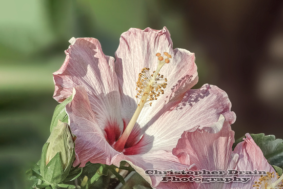 068    Botanical