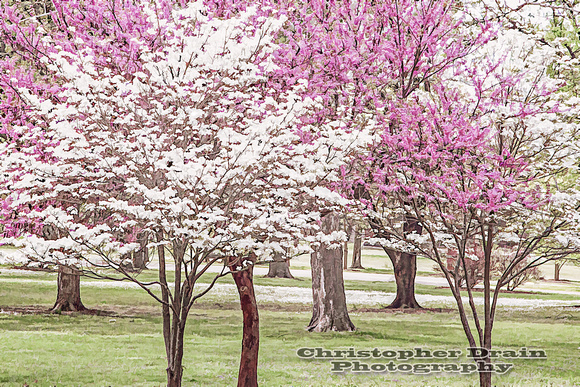 017   Painterly Tower Grove