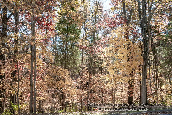 007 Fall Color