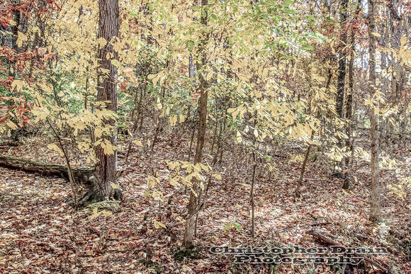 021 Fall Color