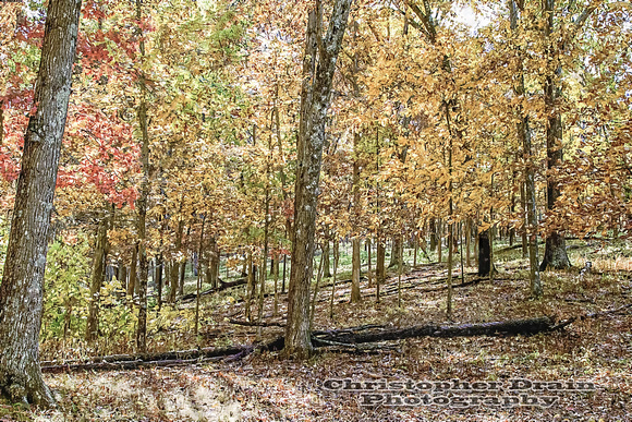 015 Fall Color