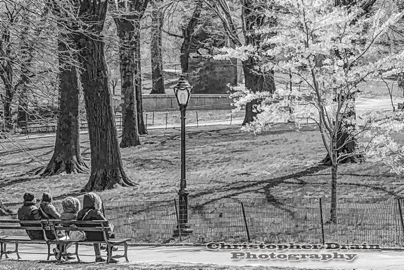 004   Painterly Central Park Spring