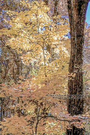 003   Painterly Fall Color