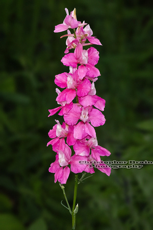 983   Botanical